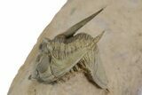 Detailed Zlichovaspis Trilobite - Lghaft, Morocco #350526-1